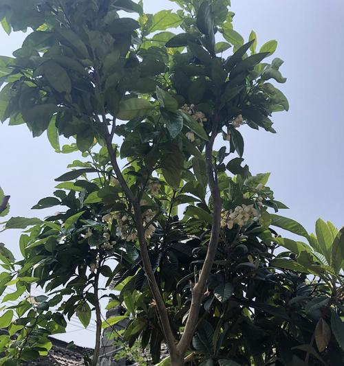 柚子树开花的花语是什么？柚子树花象征着什么？