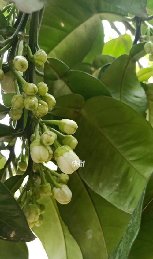 柚子树开花的花语是什么？柚子树花象征着什么？