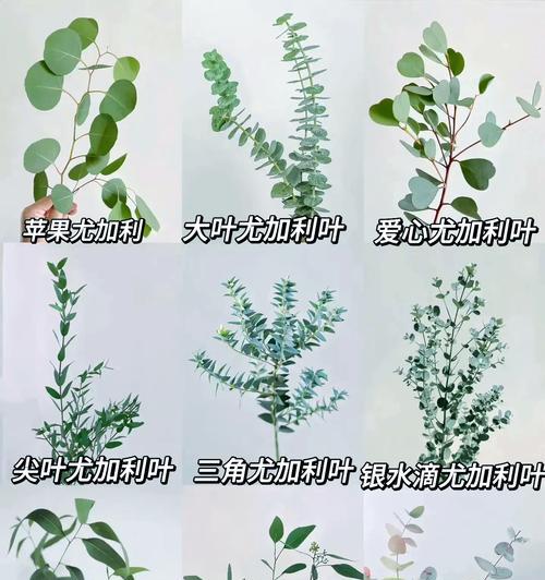 大叶相思的花语是什么？大叶相思的寓意有哪些？