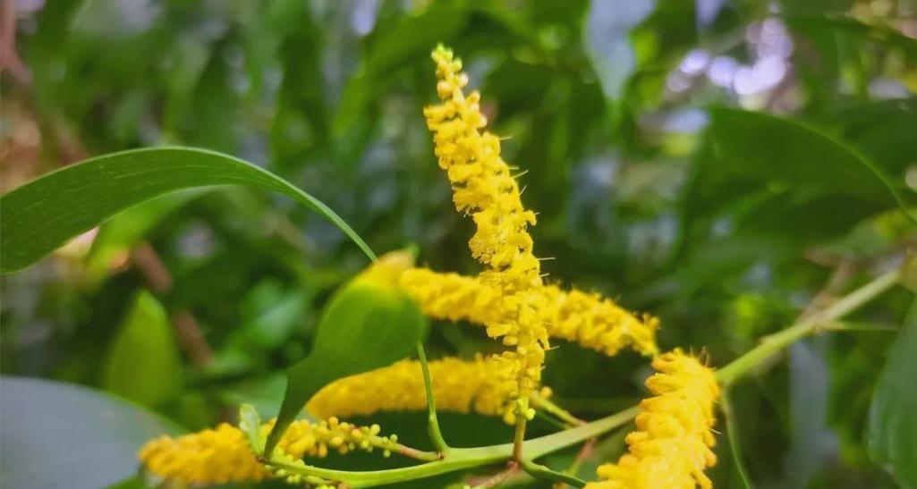 大叶相思的花语是什么？大叶相思的寓意有哪些？