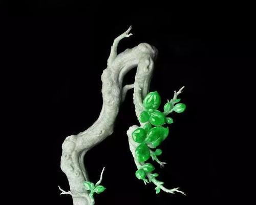 纽扣玉藤的花语是什么？纽扣玉藤的寓意有哪些？