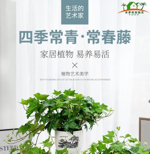 纽扣玉藤的花语是什么？纽扣玉藤的寓意有哪些？