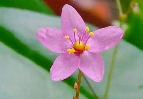人参草的花语是什么？人参草的寓意有哪些？