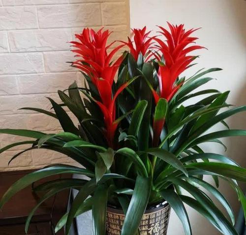 招财球花的花语是什么？招财球花的寓意有哪些？