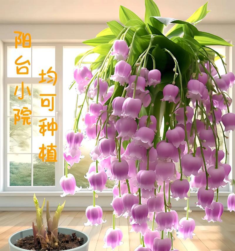 招财球花的花语是什么？招财球花的寓意有哪些？