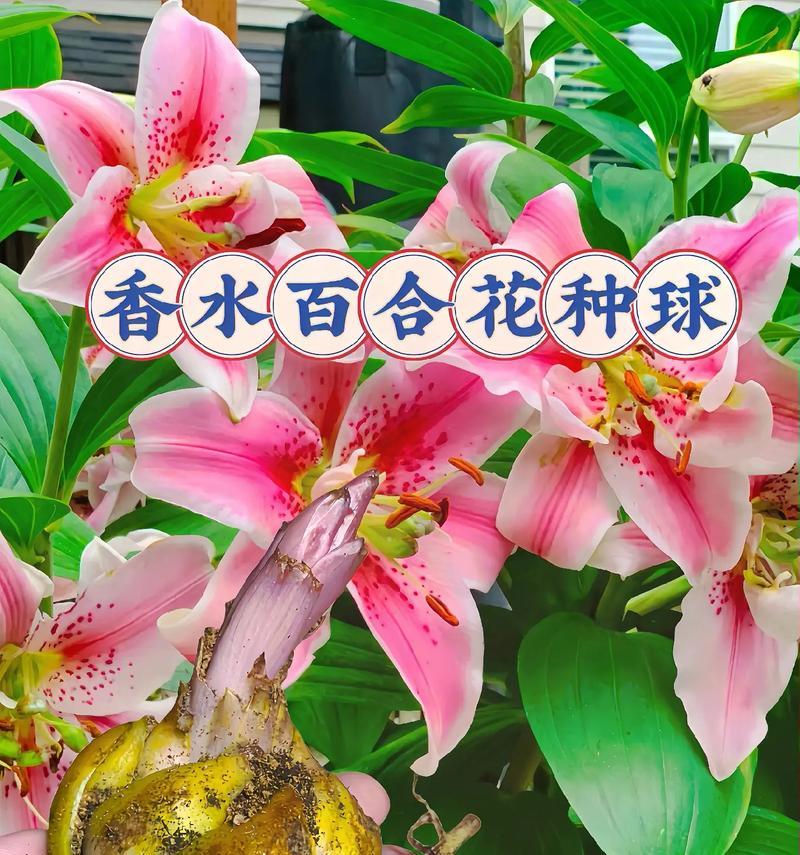 招财球花的花语是什么？招财球花的寓意有哪些？