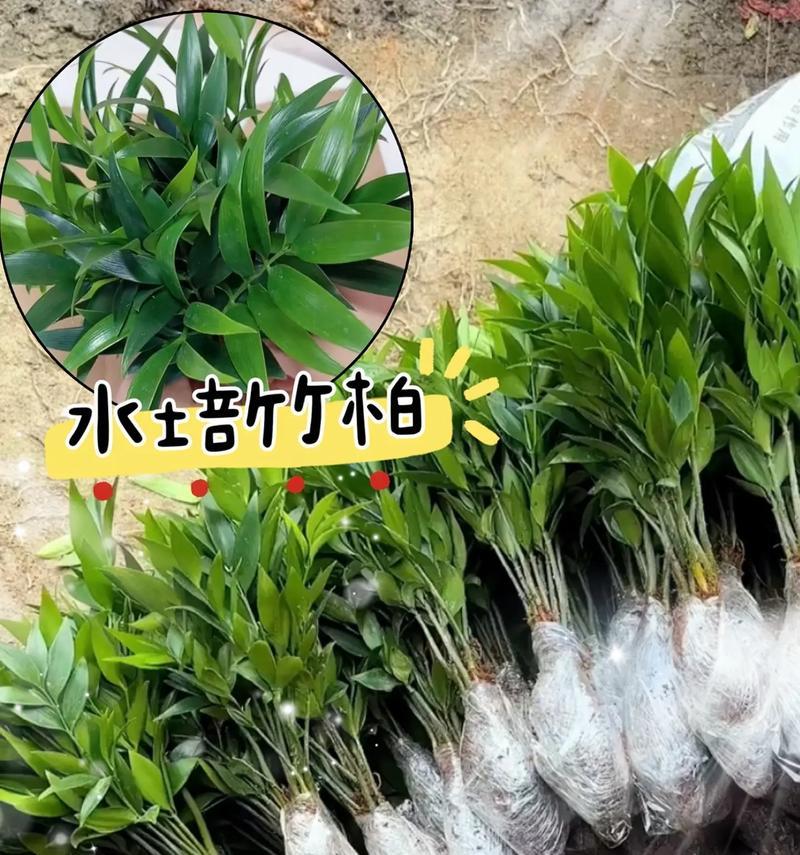 平安竹的花语是什么？平安竹的寓意有哪些？