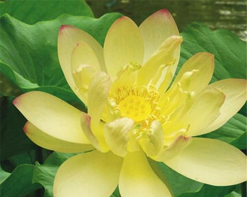冰娇花的花语大全是什么？冰娇花的寓意有哪些？