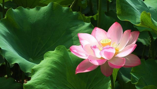 冰娇花的花语大全是什么？冰娇花的寓意有哪些？