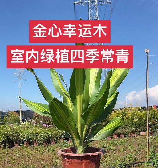巴西铁叶的花语是什么？巴西铁叶的寓意有哪些？