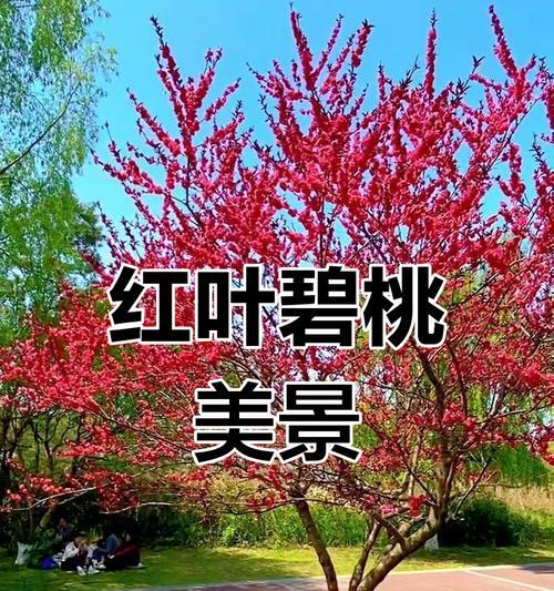 红叶碧桃的花语是什么？红叶碧桃的寓意有哪些？