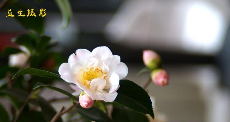 海石榴的花语是什么？海石榴的寓意有哪些？