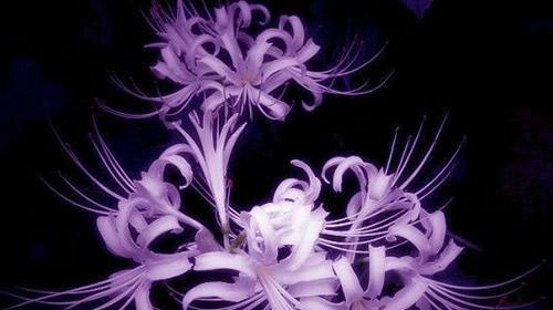 最诡异的花语是什么？揭秘花语背后的神秘故事？