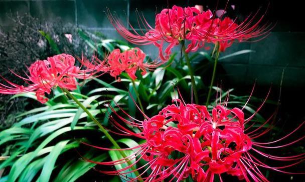 最诡异的花语是什么？揭秘花语背后的神秘故事？