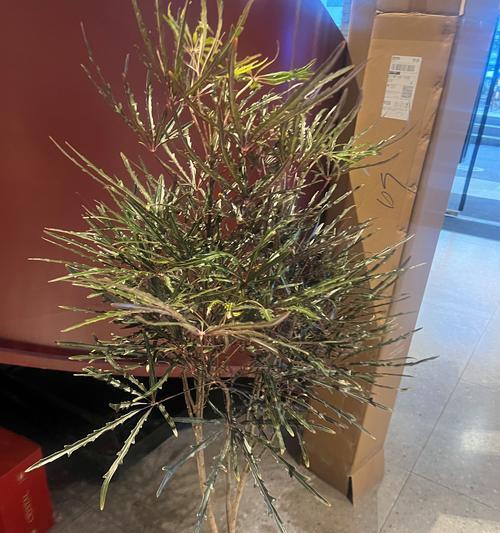 孔雀木的花语代表什么？孔雀木花语的寓意是什么？