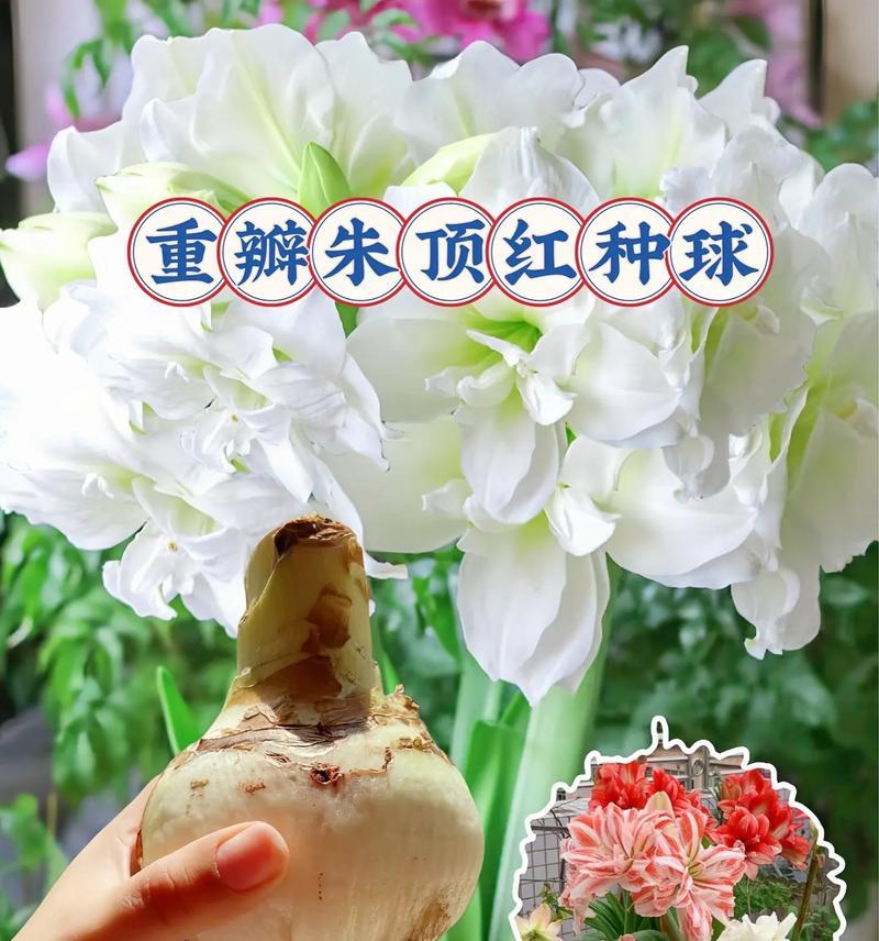 红朱顶红花语有何特别之处？红朱顶红的花语代表什么？