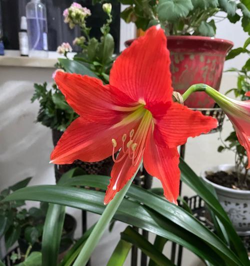 红朱顶红花语有何特别之处？红朱顶红的花语代表什么？