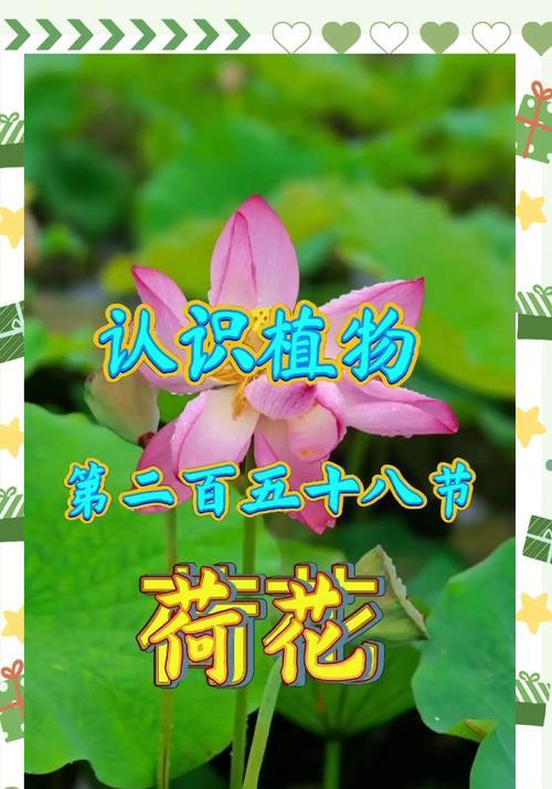 莲花花语花期是何时？莲花的花语与花期有何联系？