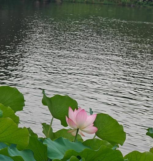 莲花花语花期是何时？莲花的花语与花期有何联系？