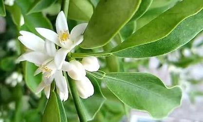 杨柑橘的花语有何特别之处？杨柑橘的花语代表什么？