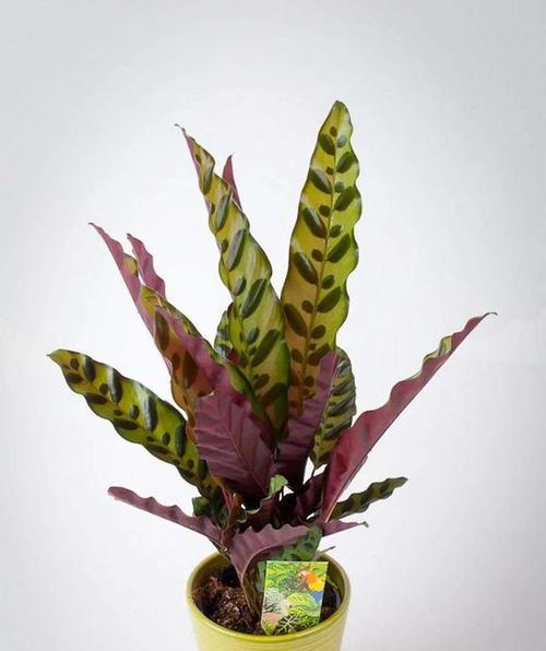 美心竹芋花语是什么？美心竹芋的花语有何寓意？