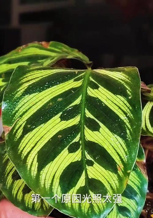 美心竹芋花语是什么？美心竹芋的花语有何寓意？