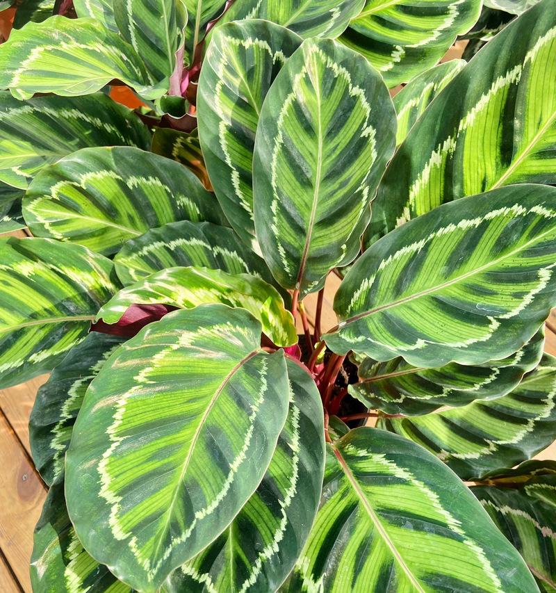 美心竹芋花语是什么？美心竹芋的花语有何寓意？