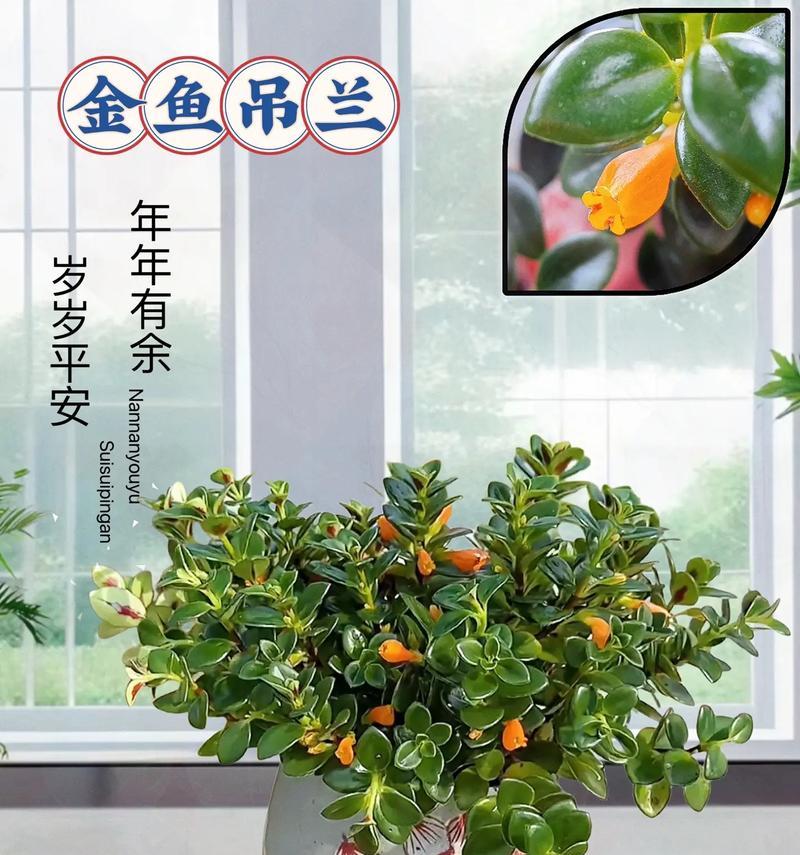 描述吊兰花语是什么？吊兰的花语与养护有何关系？