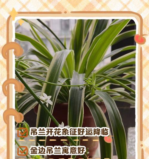 描述吊兰花语是什么？吊兰的花语与养护有何关系？