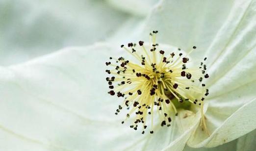 珙桐有花语吗？珙桐的花语代表什么意义？