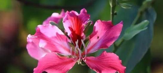 紫荆树的花语有何深意？紫荆树的花语代表什么？