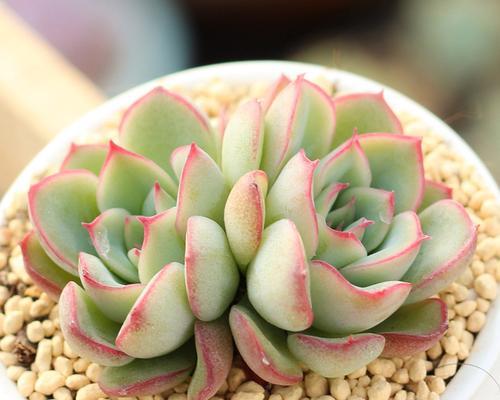 花月夜花语是什么？花月夜的花语有何特别之处？