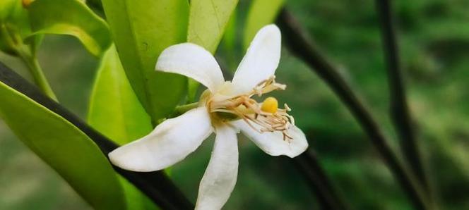 柑子花的花语代表什么含义？