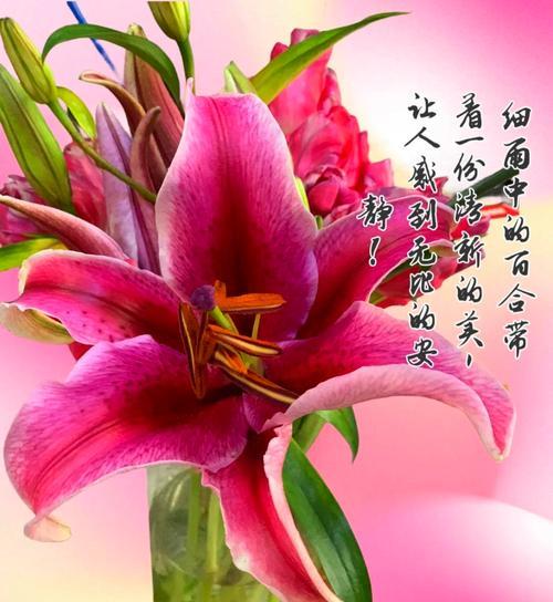 观音兰花语代表什么？