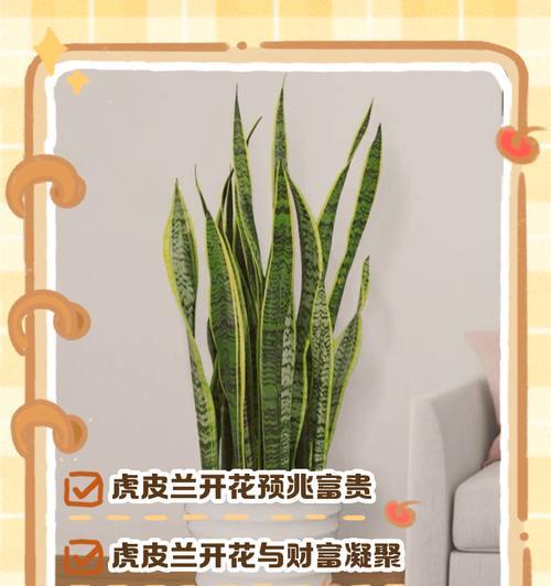 虎皮吊兰花的花语是什么？