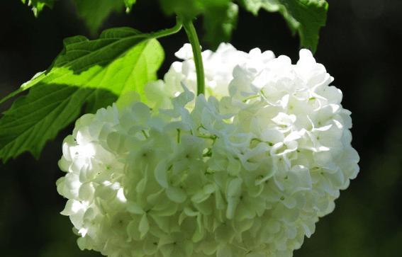 常绿花代表的花语有哪些？
