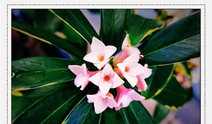 常绿花代表的花语有哪些？