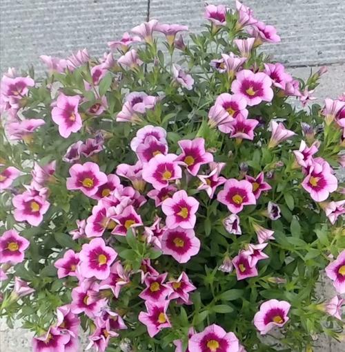 百万小铃花的花语有哪些含义？