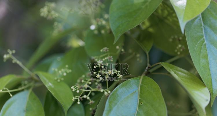 香樟树花的花语代表什么？