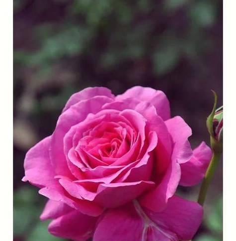 王妃月季的花语代表什么含义？