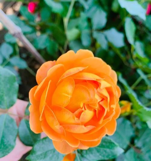 王妃月季的花语代表什么含义？