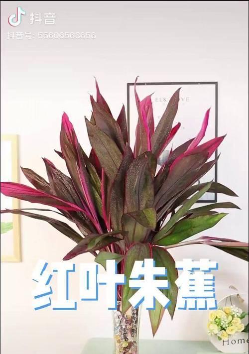 红边朱蕉花的花语是什么？