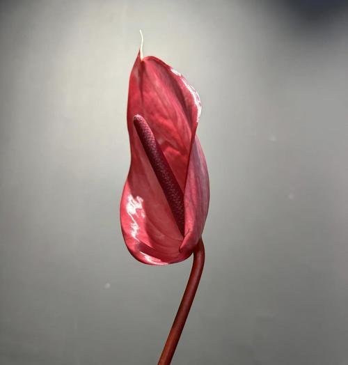 皇冠红掌的花语有哪些含义？