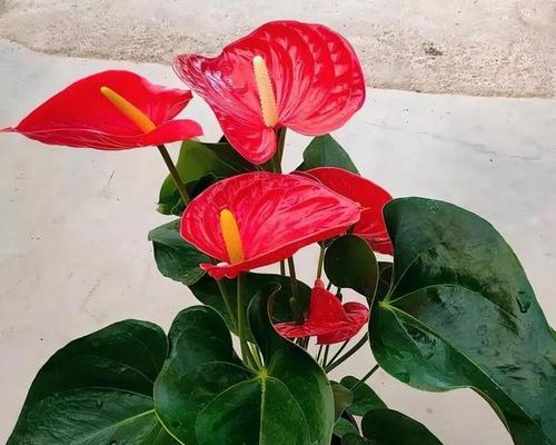 皇冠红掌的花语有哪些含义？