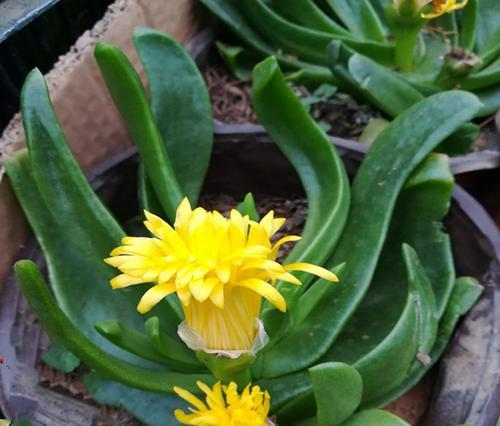 舌叶花的花语有哪些？舌叶花代表了什么？