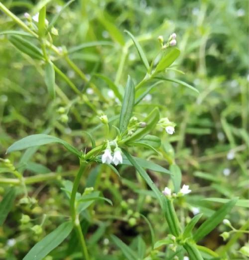 舌叶花的花语有哪些？舌叶花代表了什么？