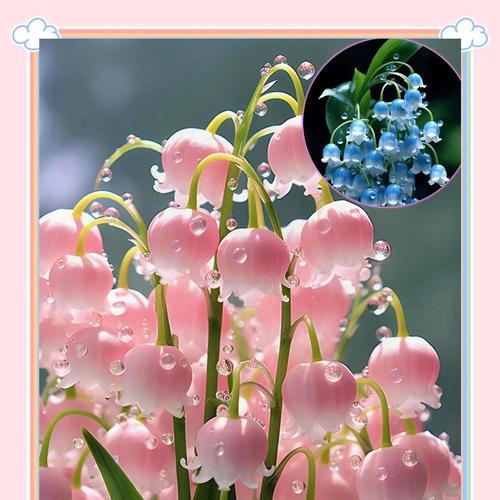 铃兰花的花语是什么？铃兰花语有哪些含义？