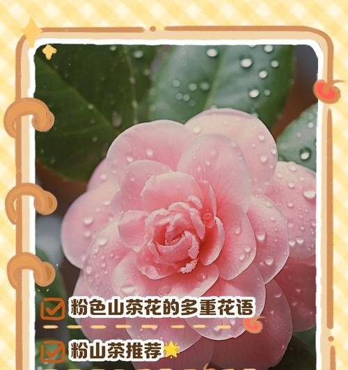 粉色花的花语是什么？粉色代表了哪些情感？