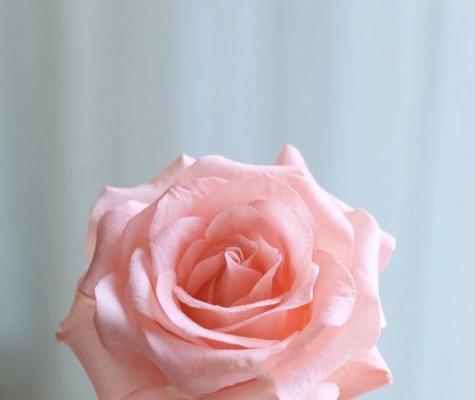 粉色花的花语是什么？粉色代表了哪些情感？
