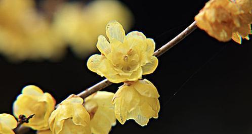 蜡梅花的花语有哪些？蜡梅花象征着什么？